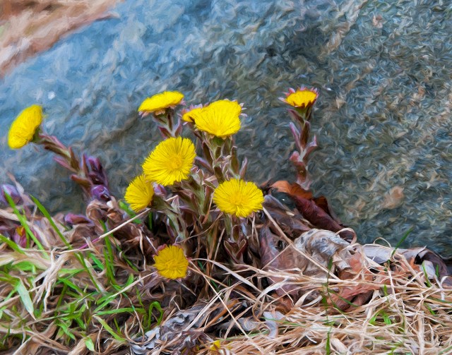 "Coltsfoot by Boulder"