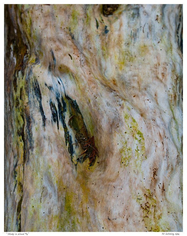 “Study in Wood #6”