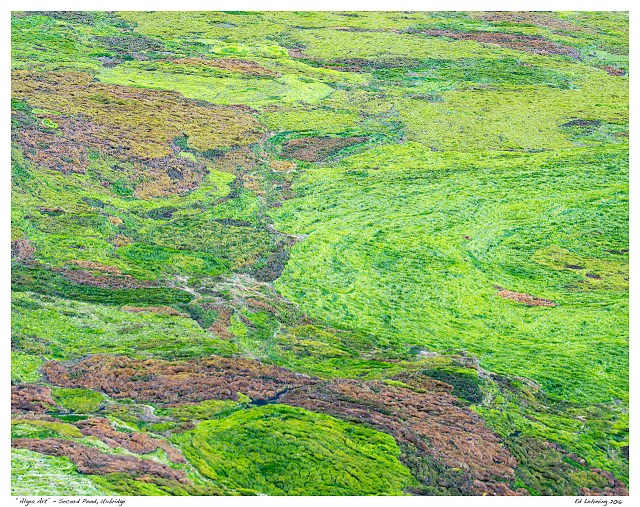 “Algea Art” - Secord Pond, Uxbridge