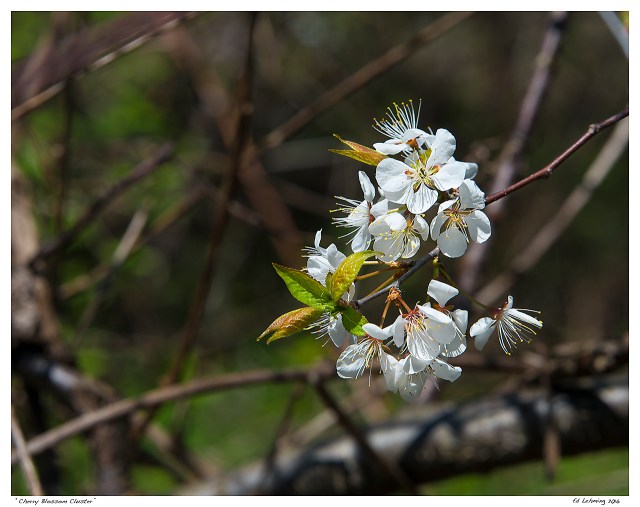“Cherry Blossom Cluster”