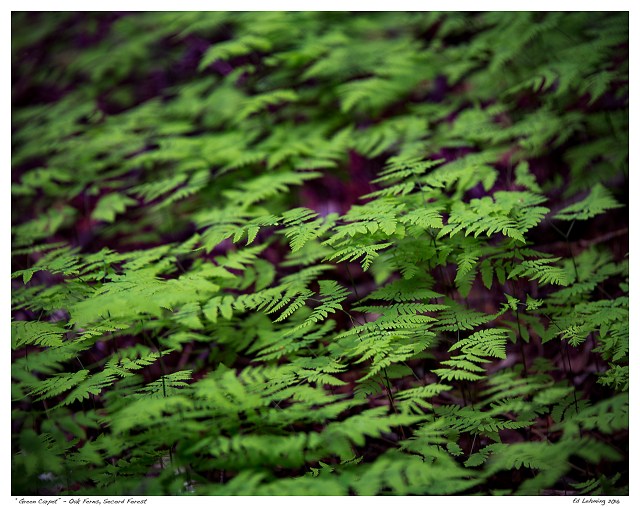 “Green Carpet” - Oak Ferns, Secord Forest
