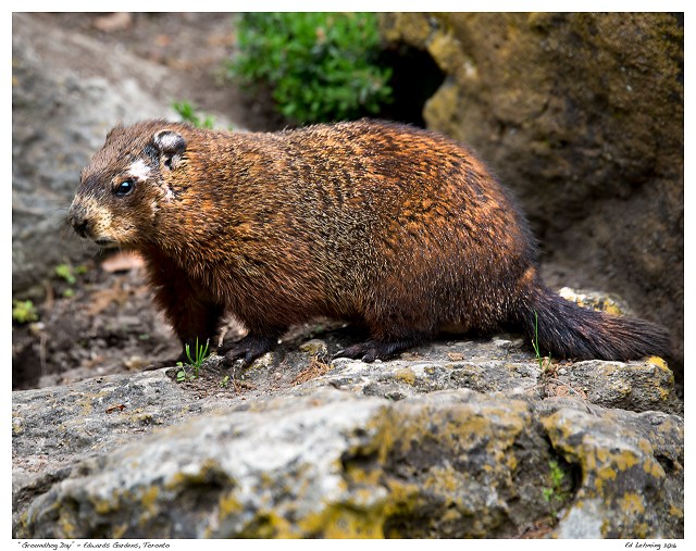 “Groundhog Day” - Edwards Gardens, Toronto
