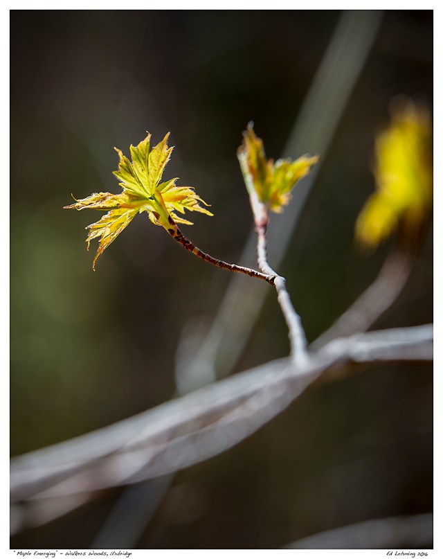 “Maple Emerging” - Walkers Woods, Uxbridge