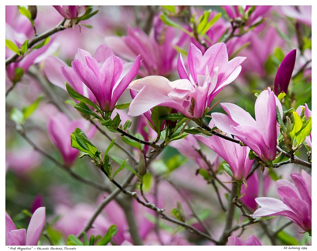 “Pink Magnolias” - Edwards Gardens, Toronto