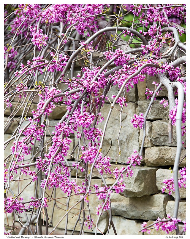 “Redbud and Rockery” - Edwards Gardens, Toronto