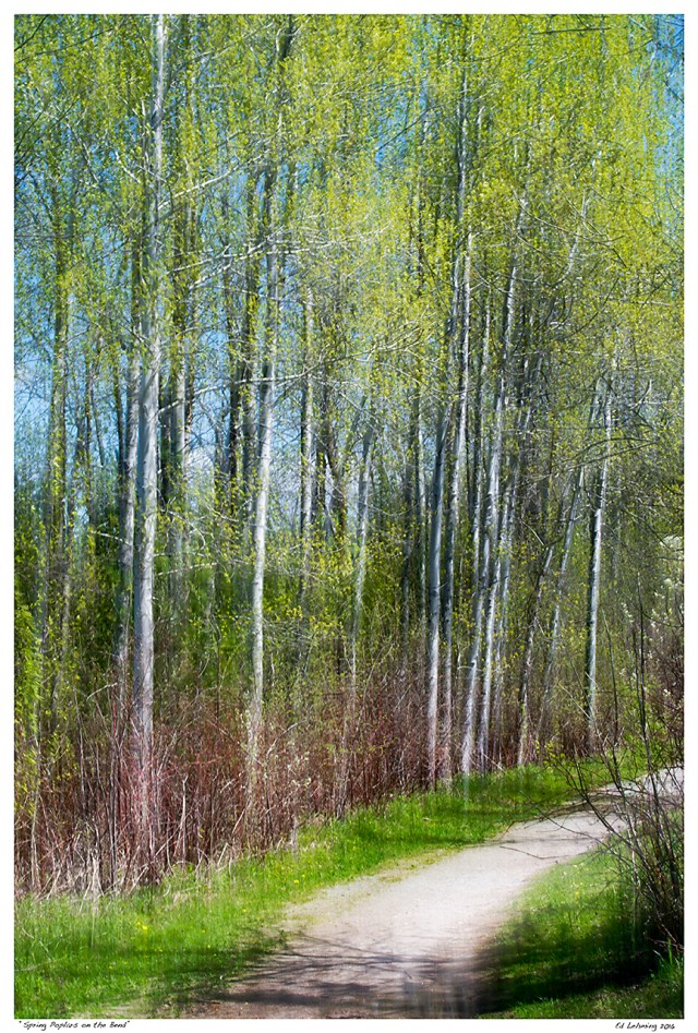 “Spring Poplars on the Bend”