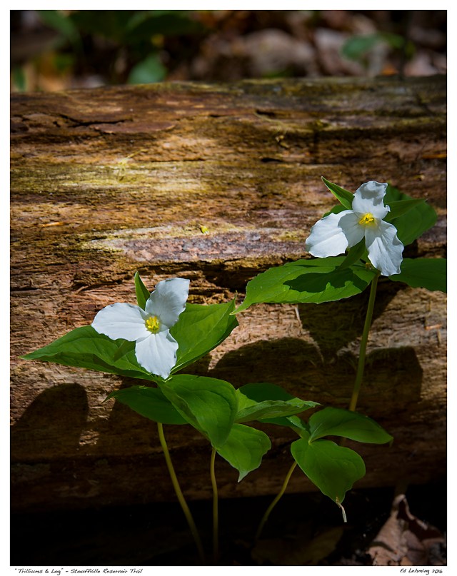 “Trilliums &amp; Log” - Stouffville Reservoir Trail