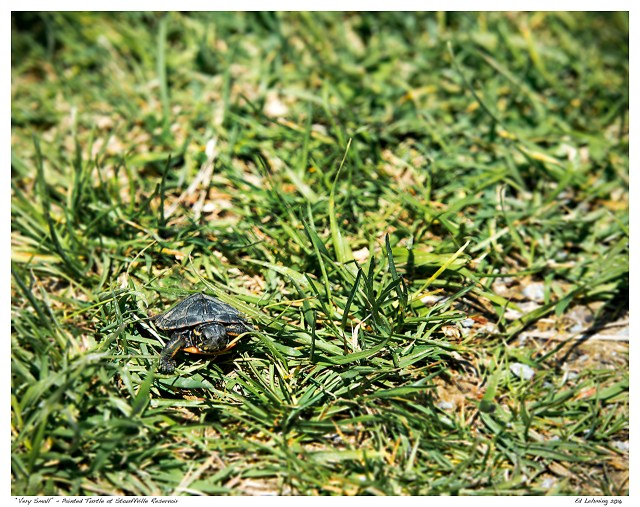 “Very Small” - Painted Turtle at Stouffville Reservoir