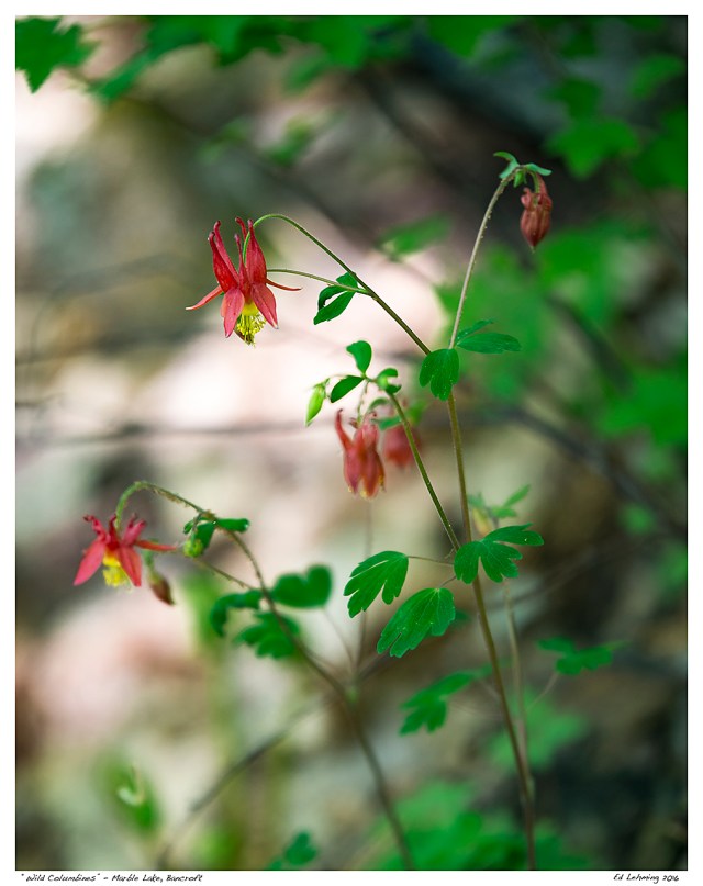 “Wild Columbines” - Marble Lake, Bancroft