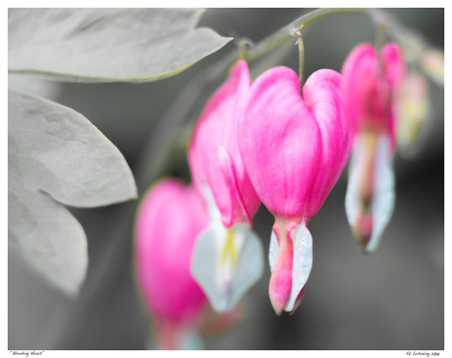 “Bleeding Heart”