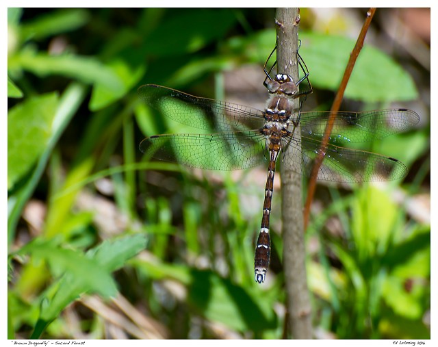 “Brown Dragonfly” - Secord Forest
