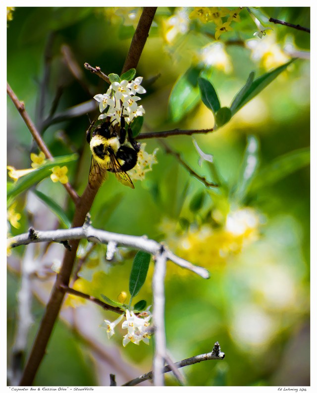 “Carpenter Bee &amp; Russian Olive” - Stouffville