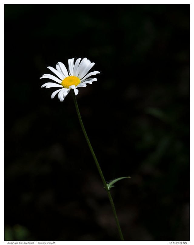 “Daisy and the Darkness” - Secord Forest