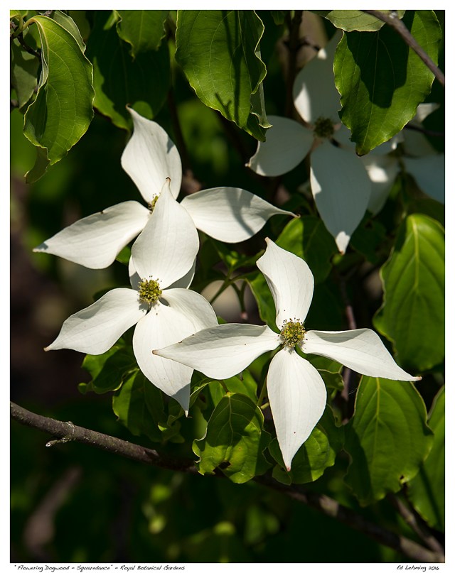 “Flowering Dogwood - Squaredance” - Royal Botanical Gardens