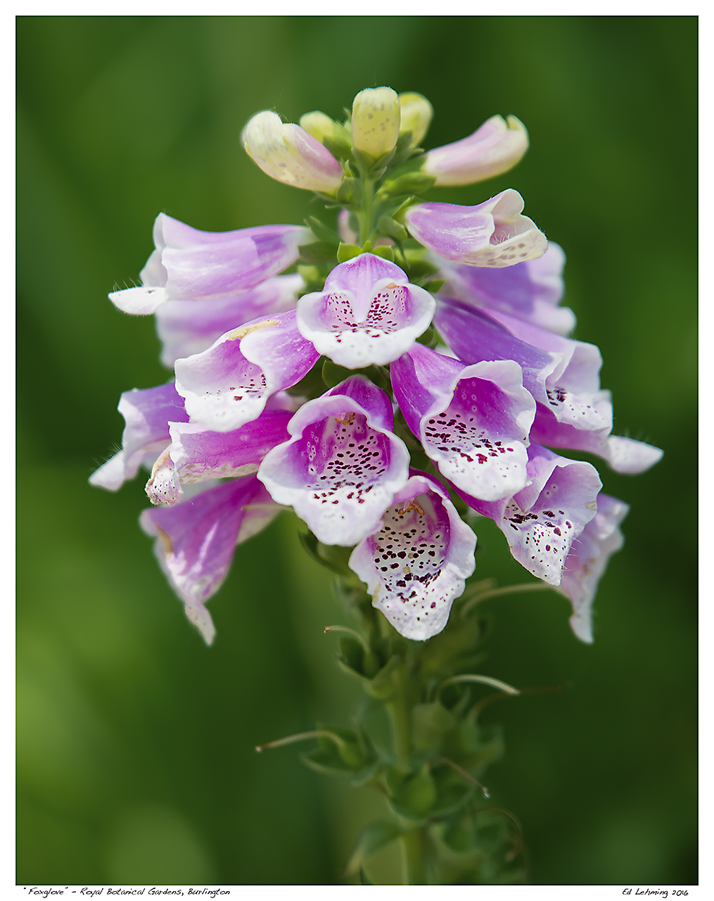 “Foxglove” – Royal Botanical Gardens | Ed Lehming Photography