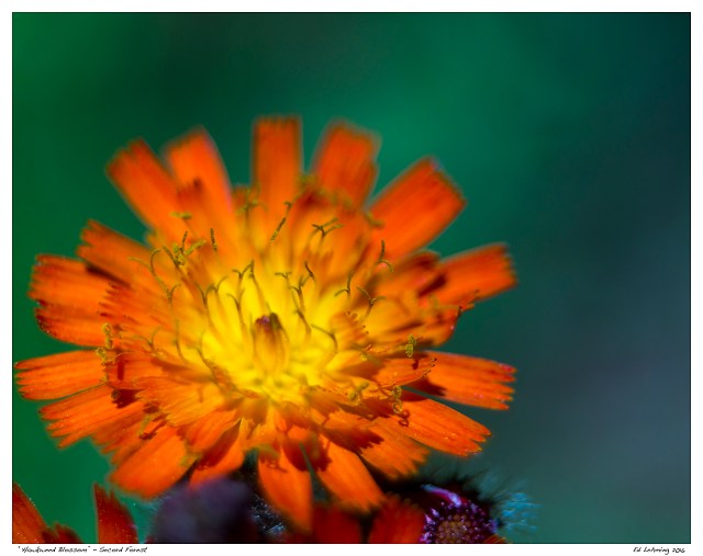 “Hawkweed Blossom” - Secord Forest
