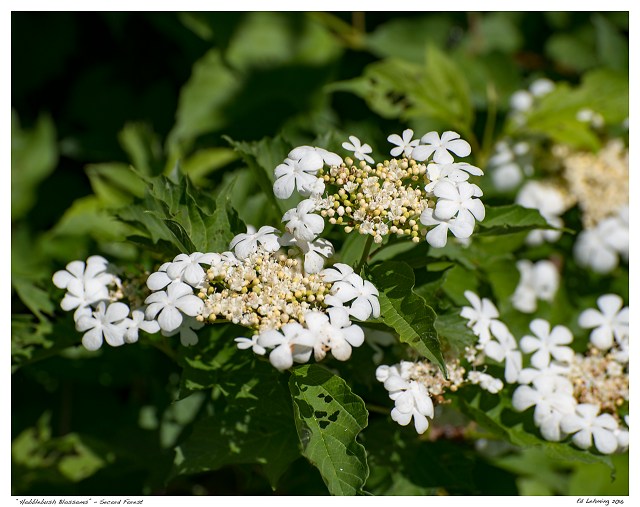 “Hobblebush Blossoms” - Secord Forest