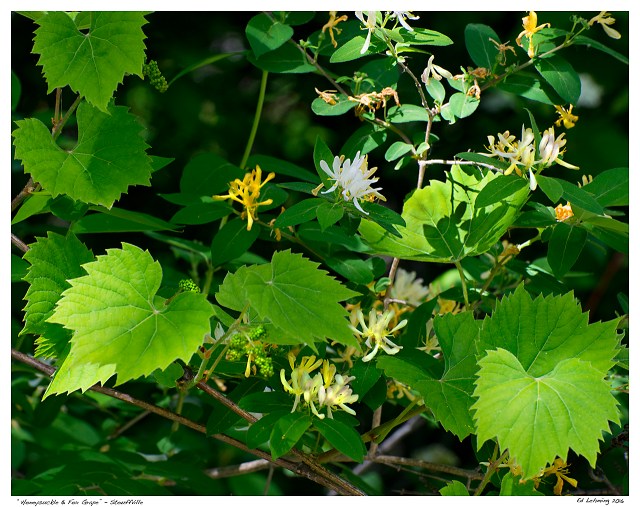“Honeysuckle &amp; Fox Grape” - Stouffville