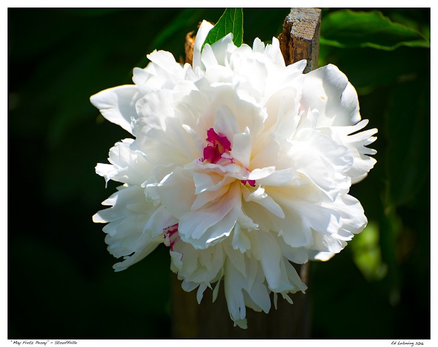 “May Fretz Peony” -Stouffville