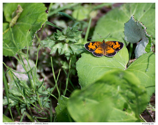 “Pearl Crescent ( Phyciodes tharos )”  - Whitevale, Ontario
