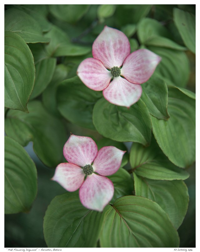 “Pink Flowering Dogwood” - Ancaster, Ontario