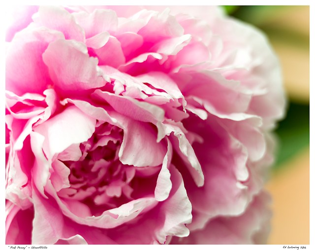 “Pink Peony” - Stouffville