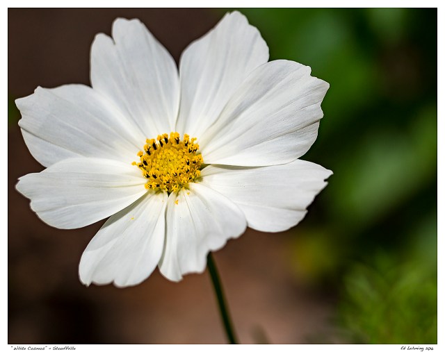 “White Cosmos” - Stouffville