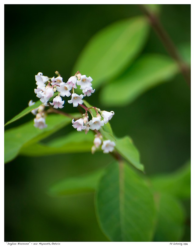 “Dogbane Blossoms” - near Maynooth, Ontario