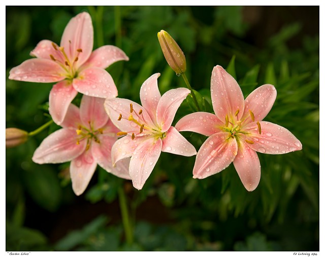 “Garden Lilies”