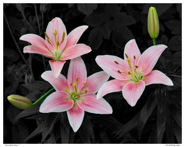 “Isolated Lilies”