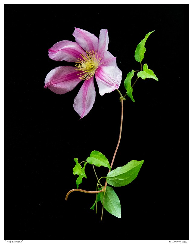 “Pink Clematis”