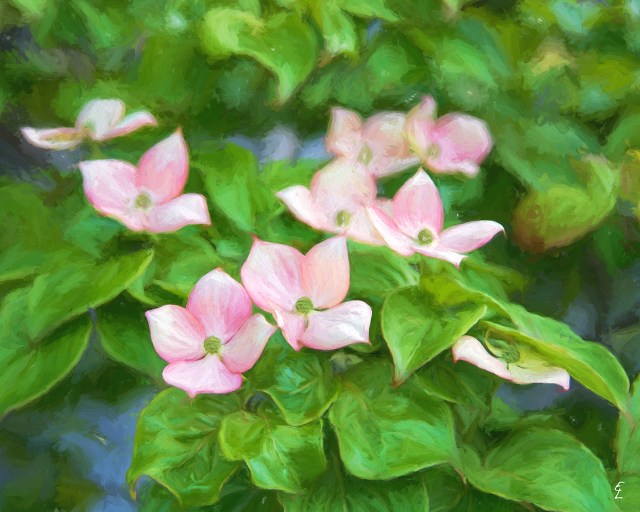 Pink Dogwoods