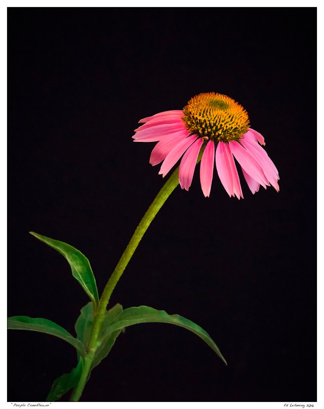 "Purple Coneflower"