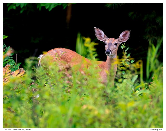 All Ears” - Fort Stewart, Ontario
