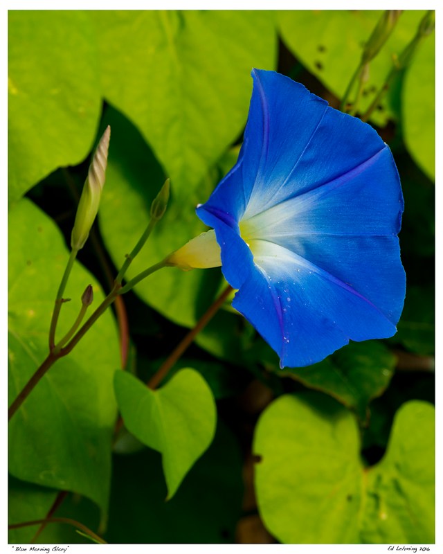 “Blue Morning Glory”