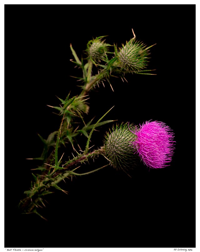 “Bull Thistle”