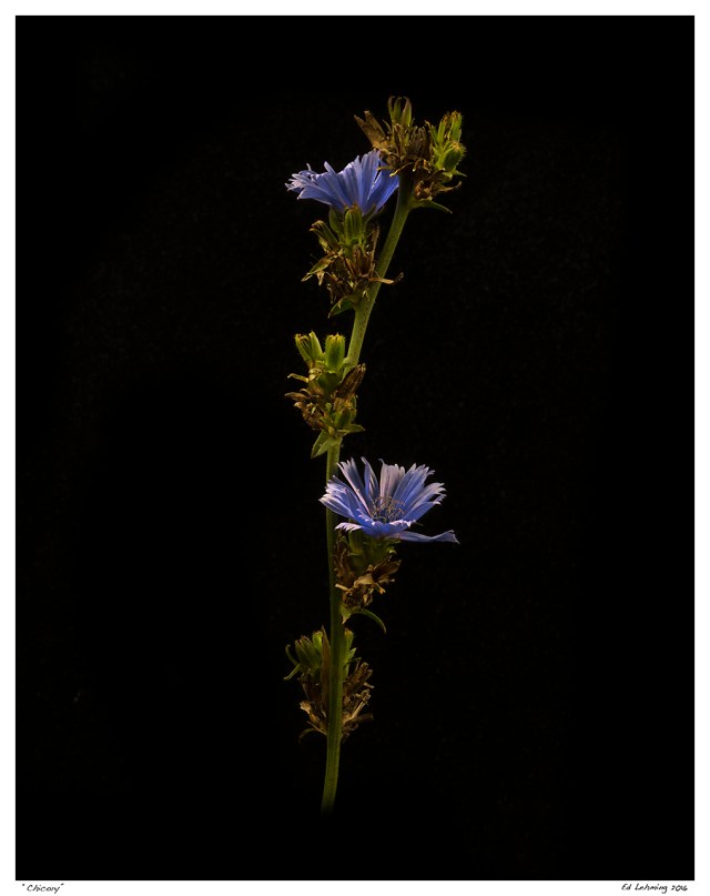 “Chicory”