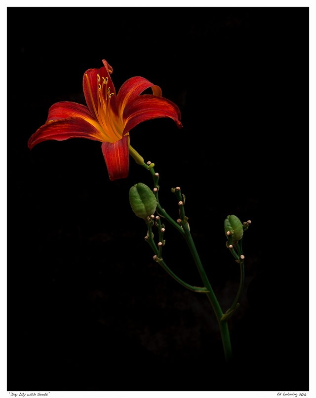 “Day Lily with Seeds”