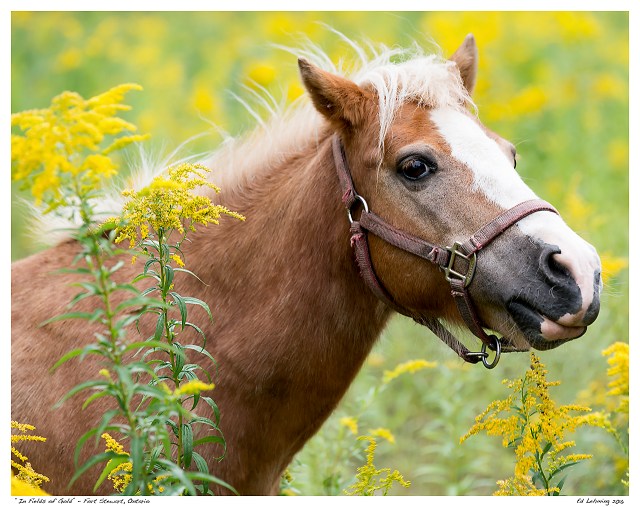 “In Fields of Gold” - Fort Stewart, Ontario