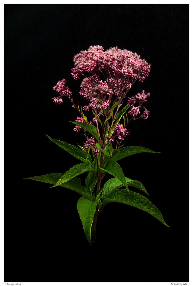 “Joe-pye Weed