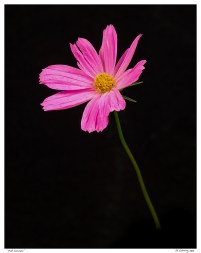 “Pink Cosmos”