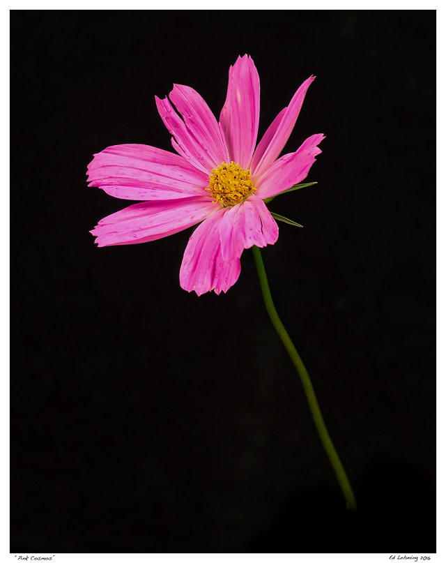 “Pink Cosmos”