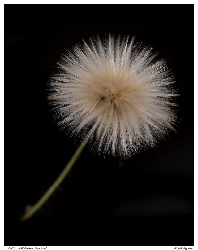 “Puff” - Wild Lettuce Seed Head