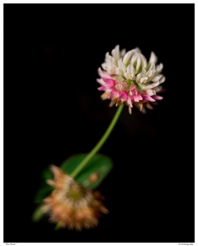 “Red Clover”