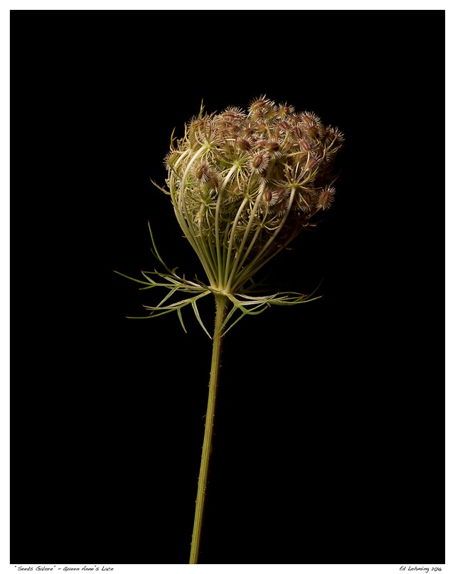 “Seeds Galore” - Queen Anne’s Lace