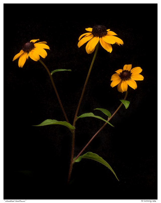 “Woodland Sunflower”