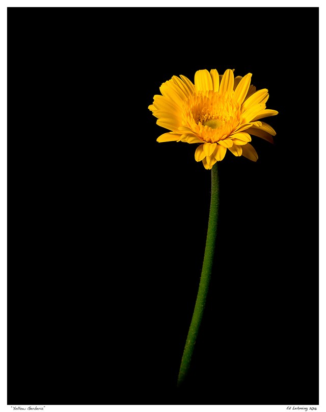 “Yellow Gerberia”