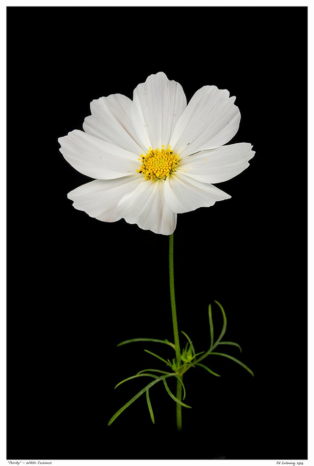 "Purity" - White Cosmos