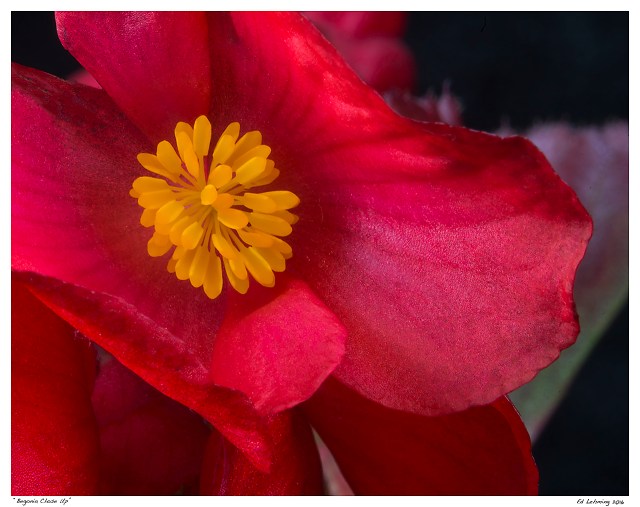 begonia-close-up