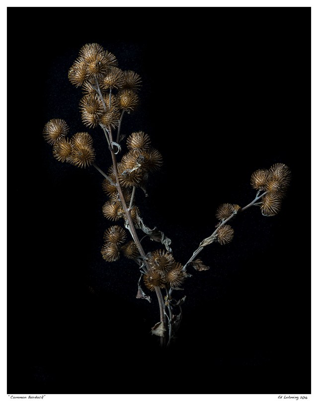 “Common Burdock”